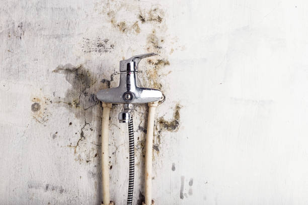 Best Health and Safety Mold Remediation in Bemidji, MN